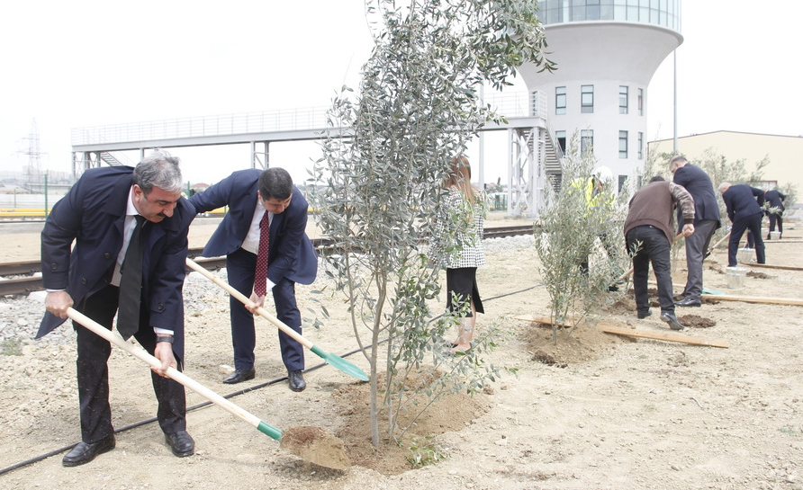 “Heydər Əliyev İli” çərçivəsində ağacəkmə aksiyası keçirilib